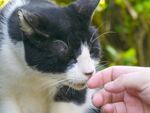指を出すと“くんくん”する猫たち