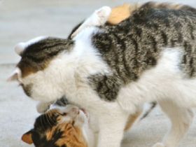 Ascii Jp こっちの 春場所 は健在 猫相撲を撮る 1 2