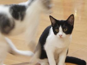 ASCII.jp:大人しいけどかわいい! 人見知りな猫 (1/2)