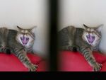 ステレオアダプターで3D猫映像に挑戦！