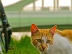 春の多摩川でくつろぐ猫
