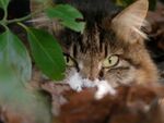 枯れ葉に埋もれる猫の撮り方