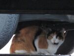 くつろぐ猫を狙うなら車の下を撮れ！
