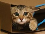 子猫の「かふか」――箱が大好き！