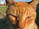 「もだえ猫」に「日なたぼっこ猫」――多摩川中流の猫たち