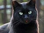 黒ネコ、白ネコを“美しく”撮りたい！