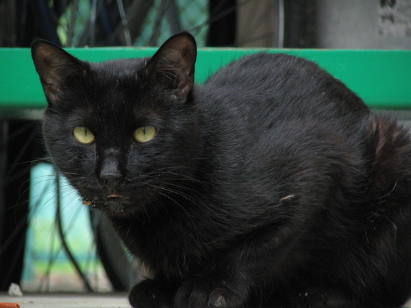 Ascii Jp 黒ネコ 白ネコを 美しく 撮りたい 2 2