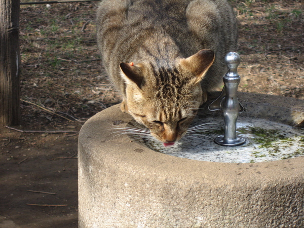 水を飲む地域ネコ