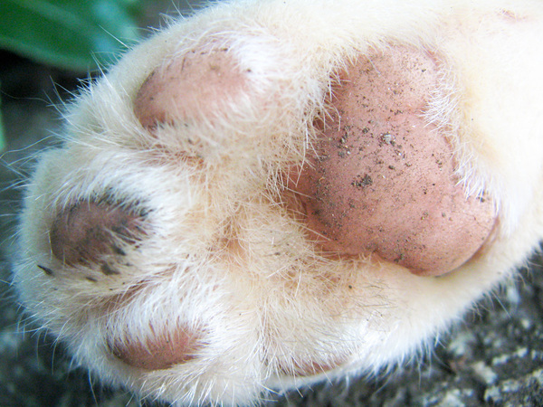 野良猫の肉球