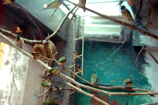 鳥部屋の鳥たち