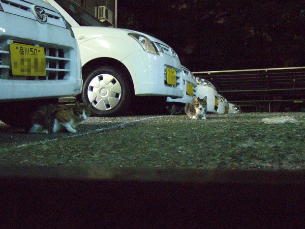 夜の駐車場にあつまる猫たち