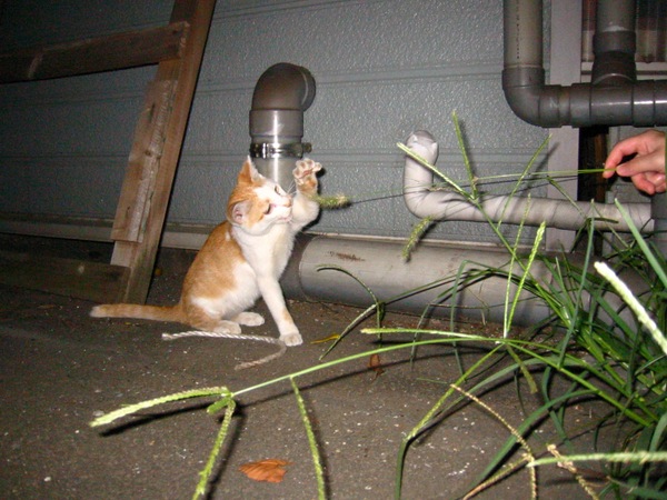 ネコジャラシにたわむれる猫