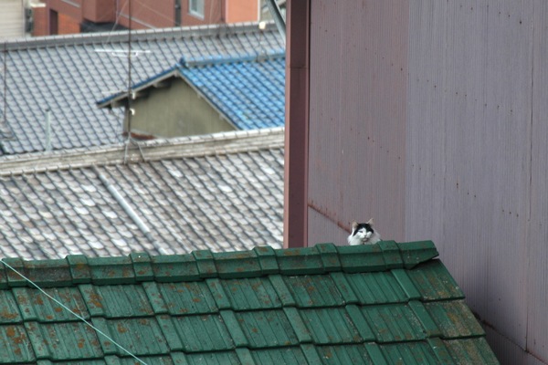 屋根の向こうの猫