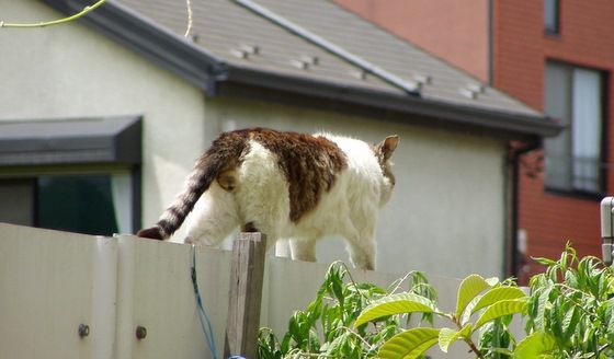 狭い塀の上を悠々と歩いていく猫