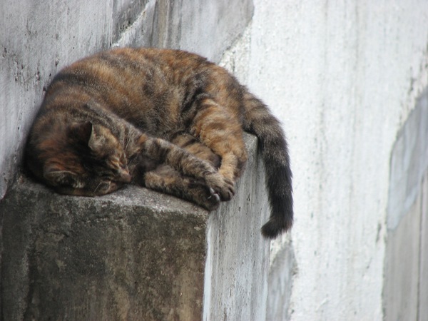 江ノ島で悠然とお昼寝してる猫