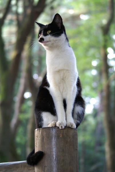 杭の上に座ってる猫