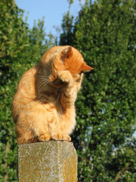四角いコンクリートの杭の上で顔を洗ってる猫