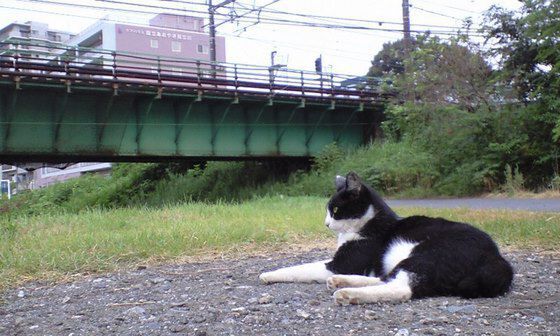 川原にいた野良猫をワイドで撮影