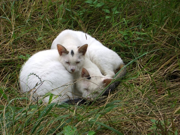 親子のように仲のいい白猫