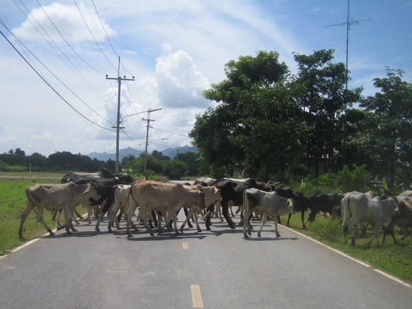 田舎道を横断する牛の群れ