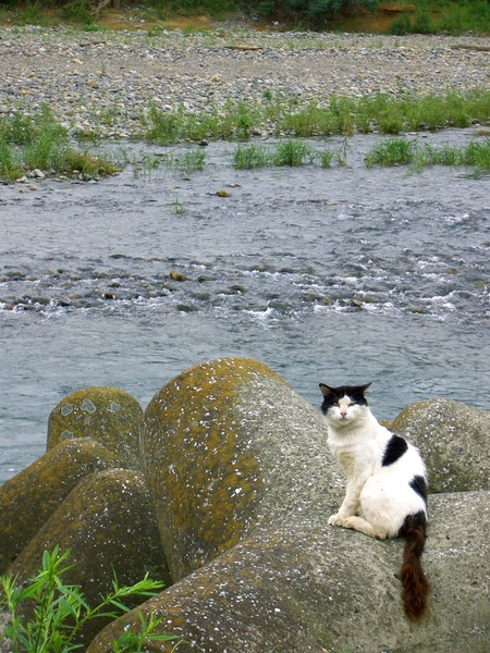 川を背にした猫