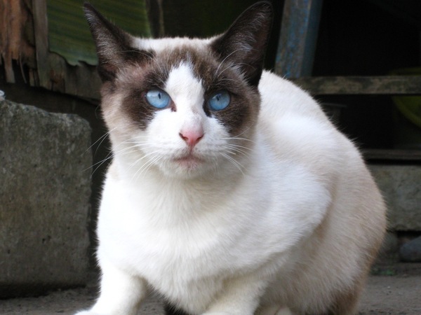 爽やかな青い目の猫