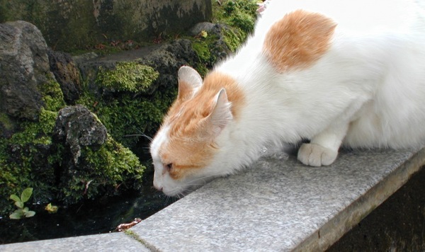 こっそり水を飲む猫