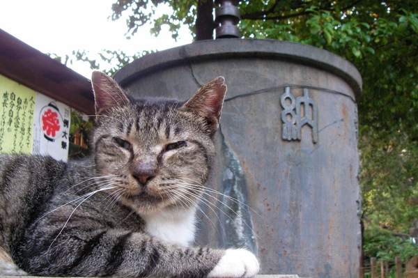 鳩森八幡宮の猫