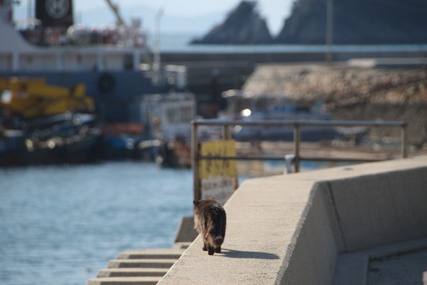 海沿いをゆうゆうと歩く猫
