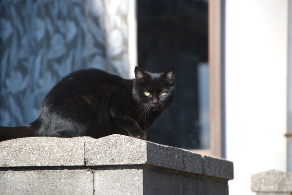 じっと見つめる黒猫