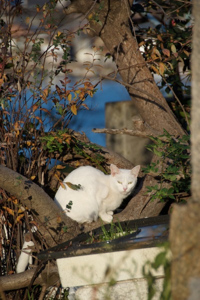木の幹からじっとこっちを見てた白猫