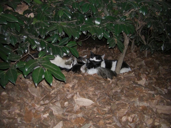 枯れ葉のベッドで寄り添う猫たち