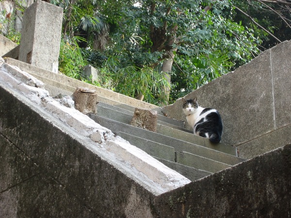 階段から振り返る猫