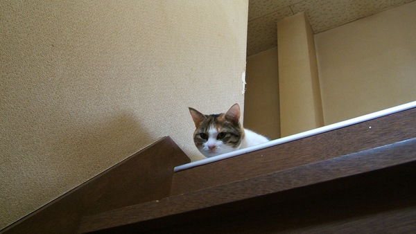 階段の上からじっと見下ろす猫