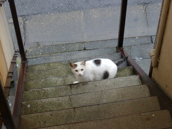 階段で雨宿りしてた猫