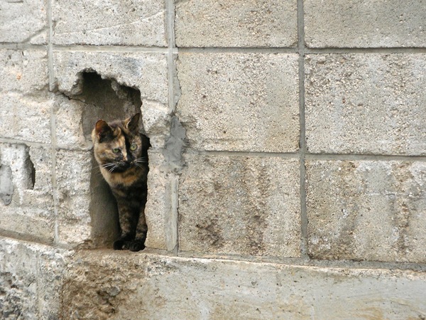 塀の穴から外をうかがってる見張り猫