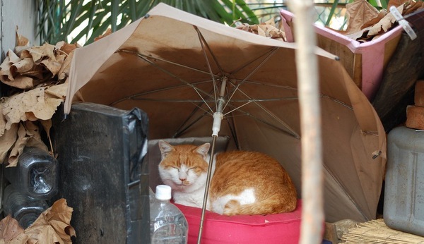 傘の下でぬくぬくしてた猫
