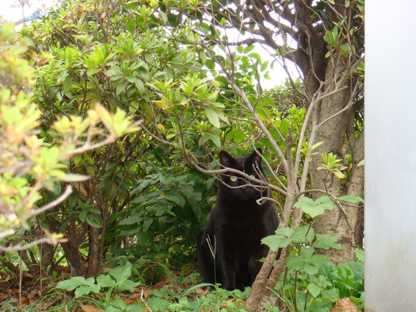 低木に隠れた黒猫にピカリ