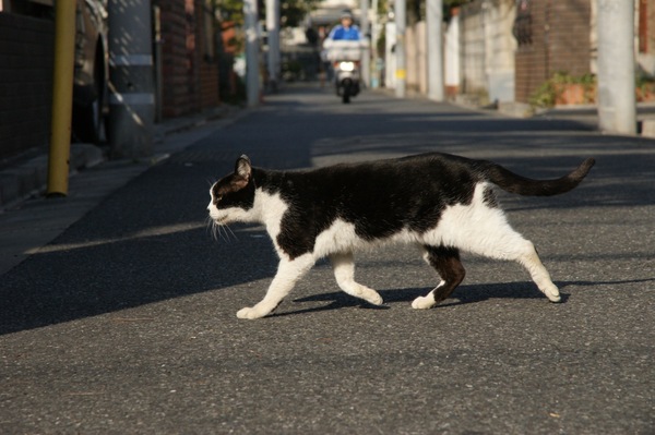 悠々と道路を横切る猫