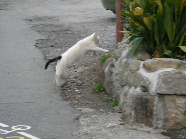 走る猫を狙ってたら石垣でジャンプ！