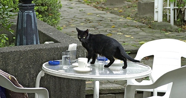 カフェのテラス席に黒猫が