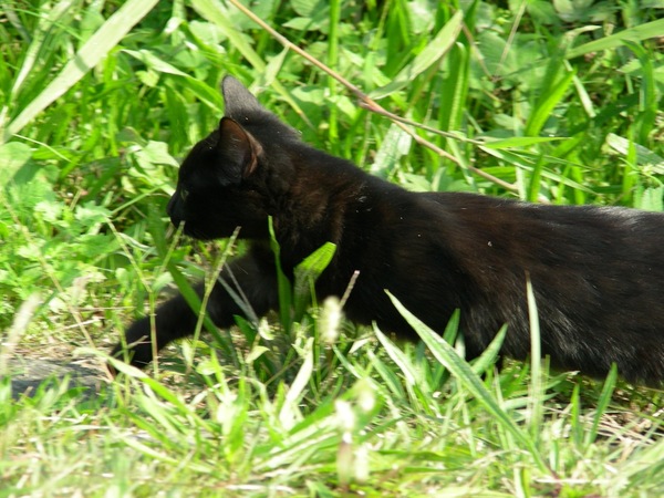 草むらからひょいと顔を出した黒猫