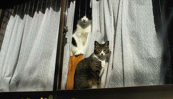 窓枠に張り付いて外を見てる2匹の猫