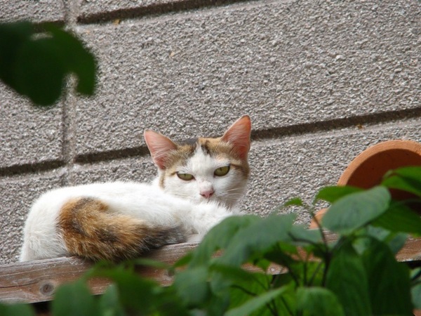 高台にある民家のエアコン室外機の上でくつろいでた猫