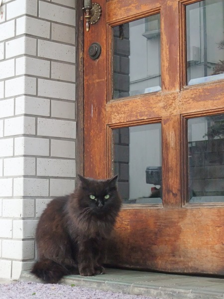 扉の前に佇む猫