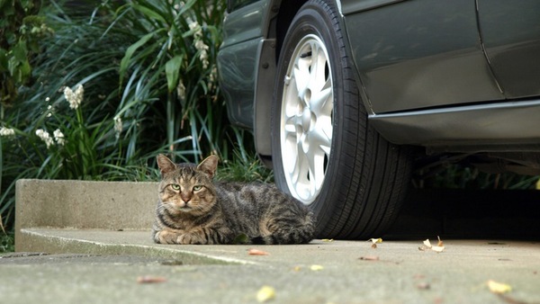 飼い主の車（だと思う）を守ってるっぽい猫