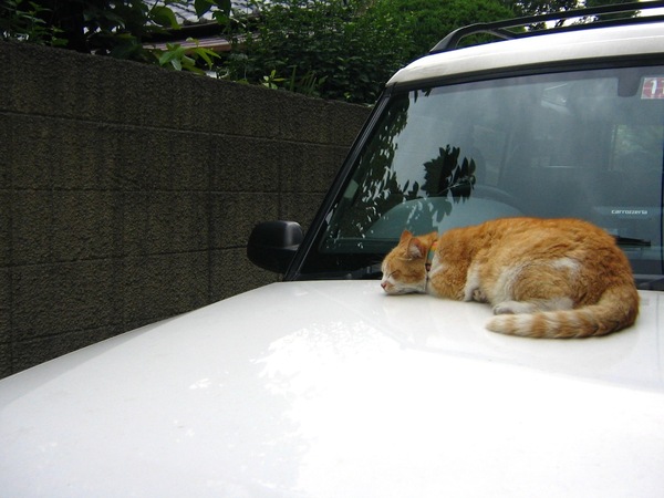 Ascii Jp 車の下から ニャ 猫のかくれんぼ 1 2
