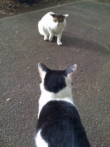 別の猫がやってきてしばらく対峙