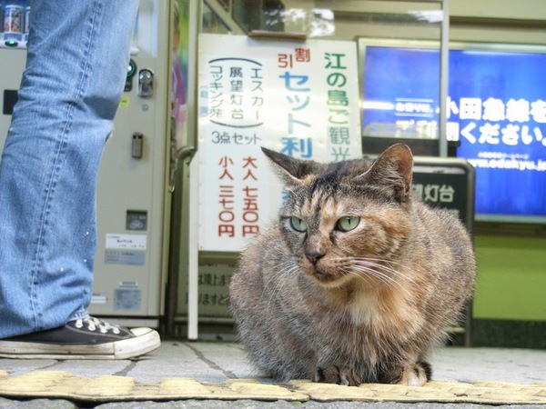 江ノ島のエスカー入口に陣取ってた猫