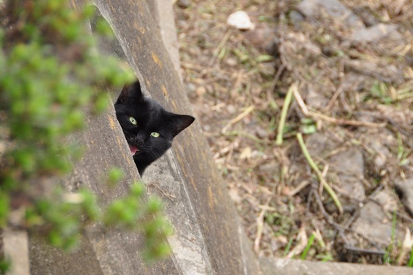 土管からちょろっと顔を出した黒猫